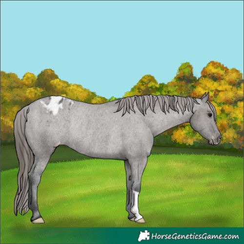 Horse Color:Grullo Varnish Rabicano 