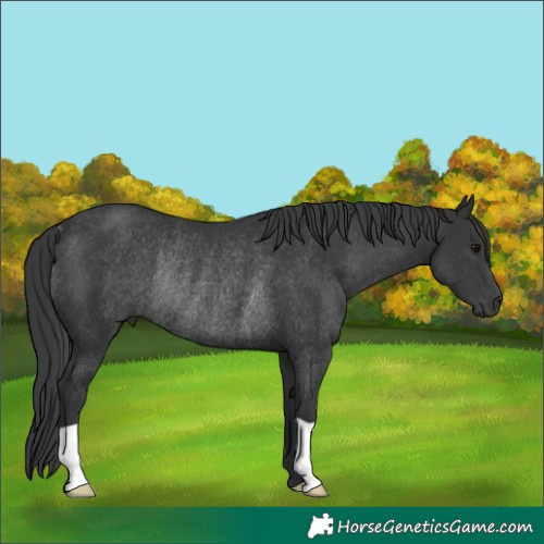 Horse Color:Black Rabicano 