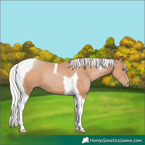 Horse Color:Silver Black Pearl Tobiano 