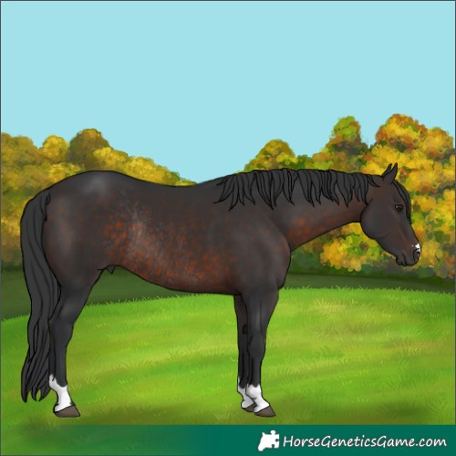 Horse Color:Brown Rabicano 