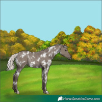 Horse Color:White Spotted Silver Grullo Rabicano