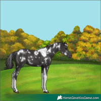 Horse Color:White Spotted Smoky Black Tobiano 