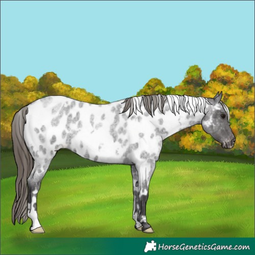Horse Color:White Spotted Smoky Blue Roan Appaloosa 