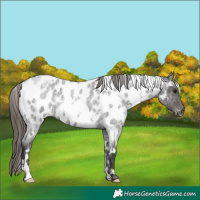 Horse Color:White Spotted Smoky Blue Roan Near Leopard 