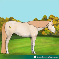 Horse Color:Buckskin Pearl Sabino Rabicano