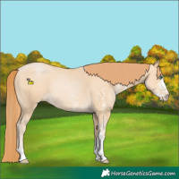 Horse Color:Buckskin Pearl Sabino Rabicano