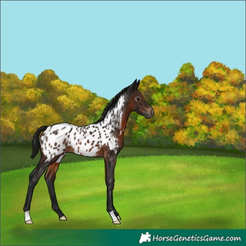 Horse Color:Gray Brown Near Leopard 