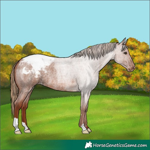 Horse Color:Red Roan Appaloosa