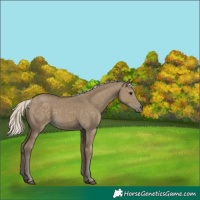 Horse Color:Silver Smoky Grullo
