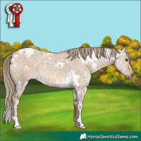 Horse Color:White Spotted Red Dun Ice