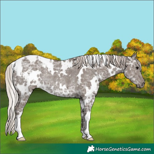 Horse Color:White Spotted Silver Black Ice Rabicano 