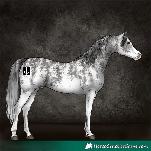 Horse Color:Grullo Ice Sabino Rabicano 