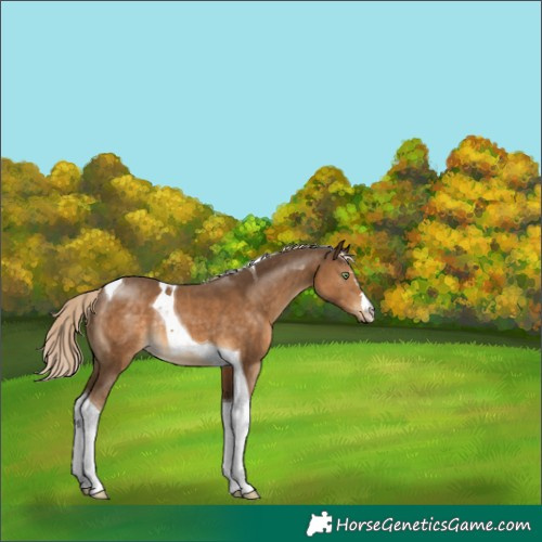 Horse Color:Chocolate Palomino Tobiano Rabicano