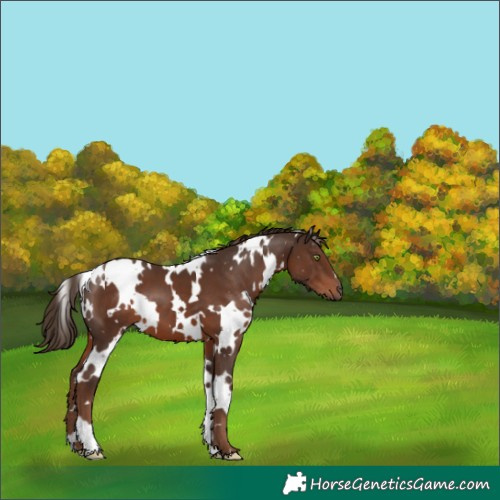 Horse Color:White Spotted Liver Chestnut