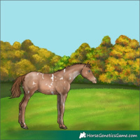 Horse Color:White Spotted Liver Chestnut Pearl