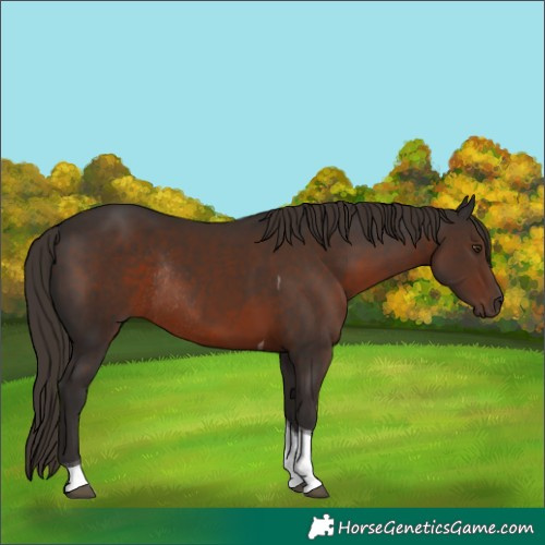 Horse Color:Liver Chestnut Tobiano Rabicano 