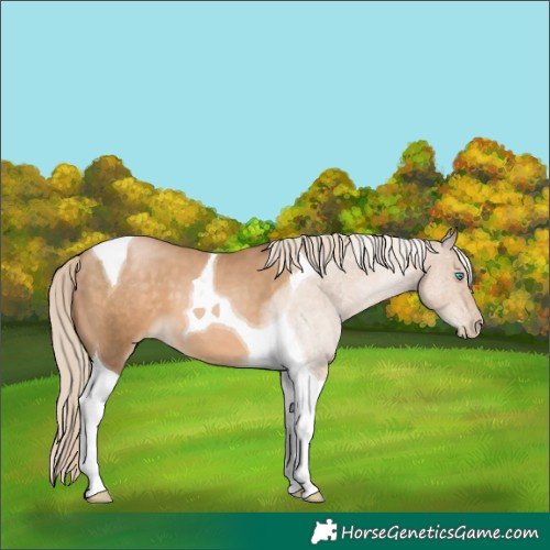 Horse Color:Chocolate Palomino Pearl Tobiano