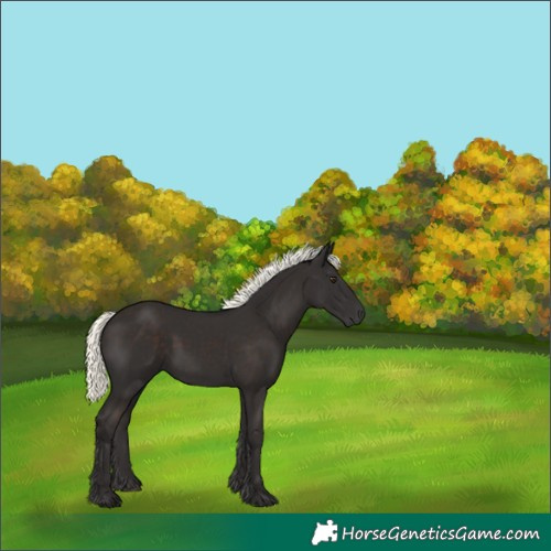 Horse Color:Liver Chestnut Mushroom 