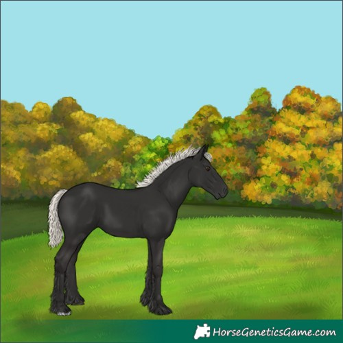 Horse Color:Liver Chestnut Mushroom 