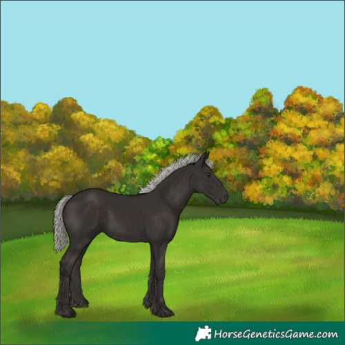 Horse Color:Liver Chestnut Mushroom 