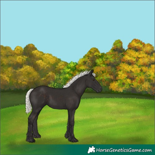 Horse Color:Liver Chestnut Mushroom 