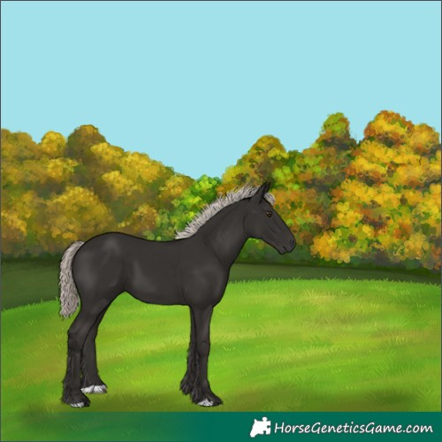Horse Color:Liver Chestnut Mushroom 