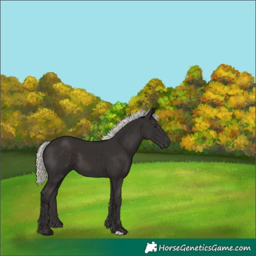 Horse Color:Liver Chestnut Mushroom 