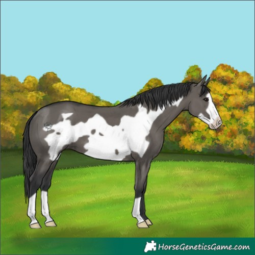 Horse Color:Grullo Frame 