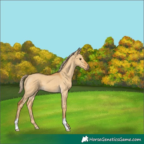 Horse Color:Palomino Dun