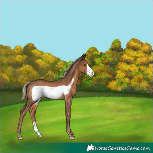 Horse Color:Chocolate Palomino Frame Rabicano