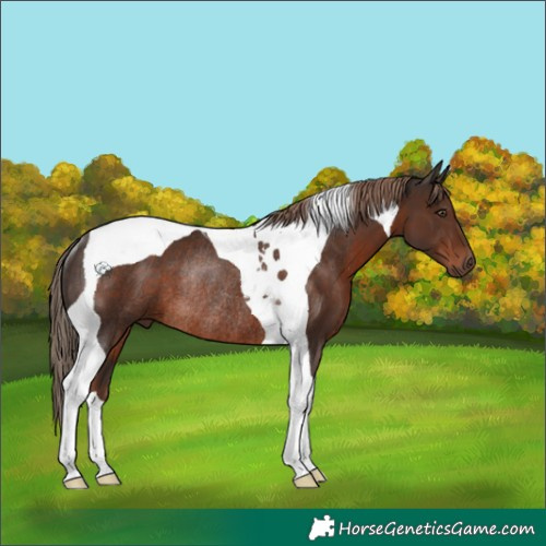 Horse Color:Liver Chestnut Tobiano Rabicano 