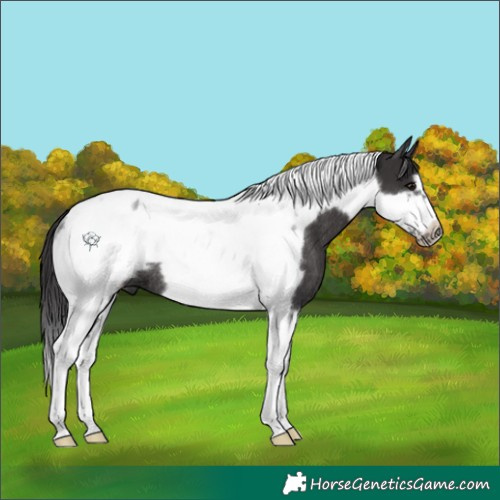 Horse Color:Smoky Black Tobiano Frame Rabicano