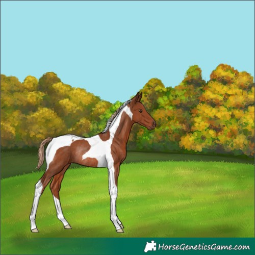 Horse Color:Chestnut Tobiano Rabicano 