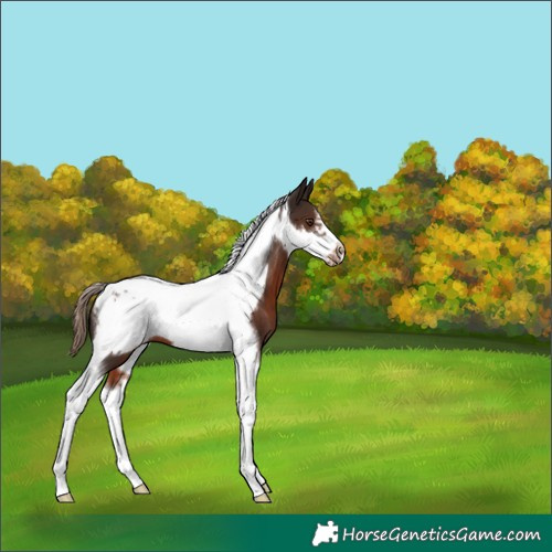 Horse Color:Liver Chestnut Tobiano Frame 