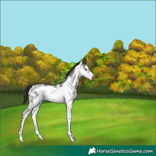 Horse Color:Grullo Sabino Frame Rabicano
