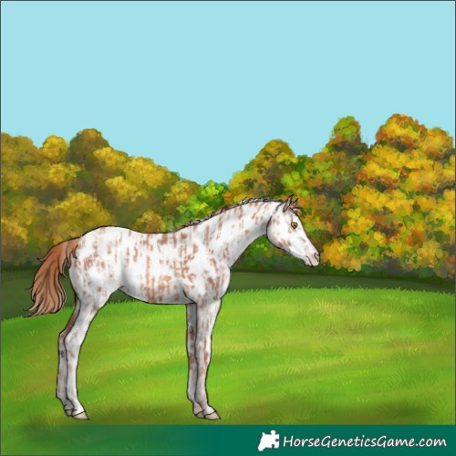 Horse Color:Gold Champagne Appaloosa  and Gold Champagne Appaloosa 