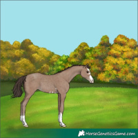 Horse Color:Classic Champagne
