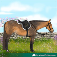 Horse Color:Buckskin 