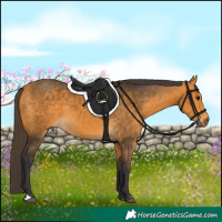 Horse Color:Buckskin 