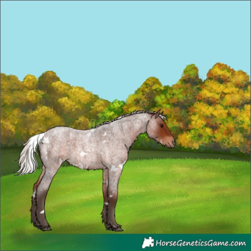 Horse Color:White Spotted Silver Brown Roan 