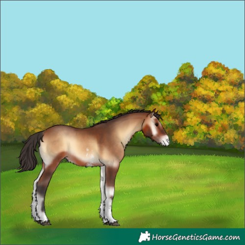 Horse Color:Bay Onyx Sabino Appaloosa 