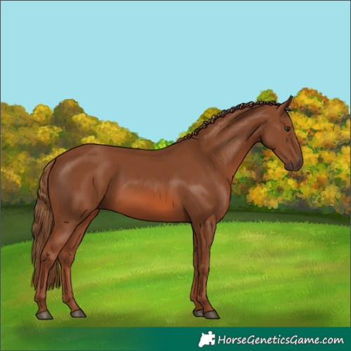 Horse Color:Chestnut Rabicano 