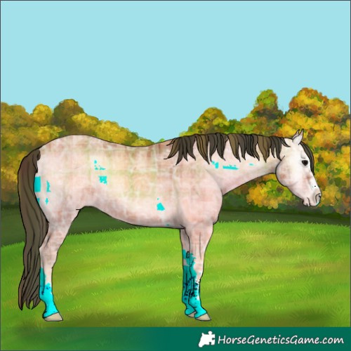 Horse Color:Plaid  Bay Ice Onyx Varnish Rabicano 
