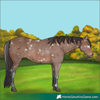 Horse Color:White Spotted Brown Rabicano 