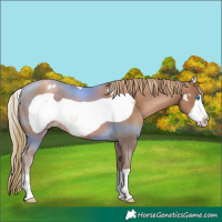 Horse Color:Liver Chestnut Pearl Frame 