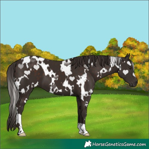 Horse Color:White Spotted Liver Chestnut 