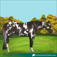 Horse Color:White Spotted Liver Chestnut