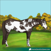 Horse Color:Liver Chestnut Frame