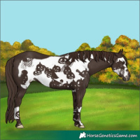 Horse Color:Liver Chestnut Frame 