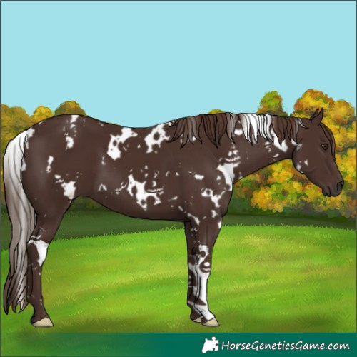Horse Color:White Spotted Liver Chestnut